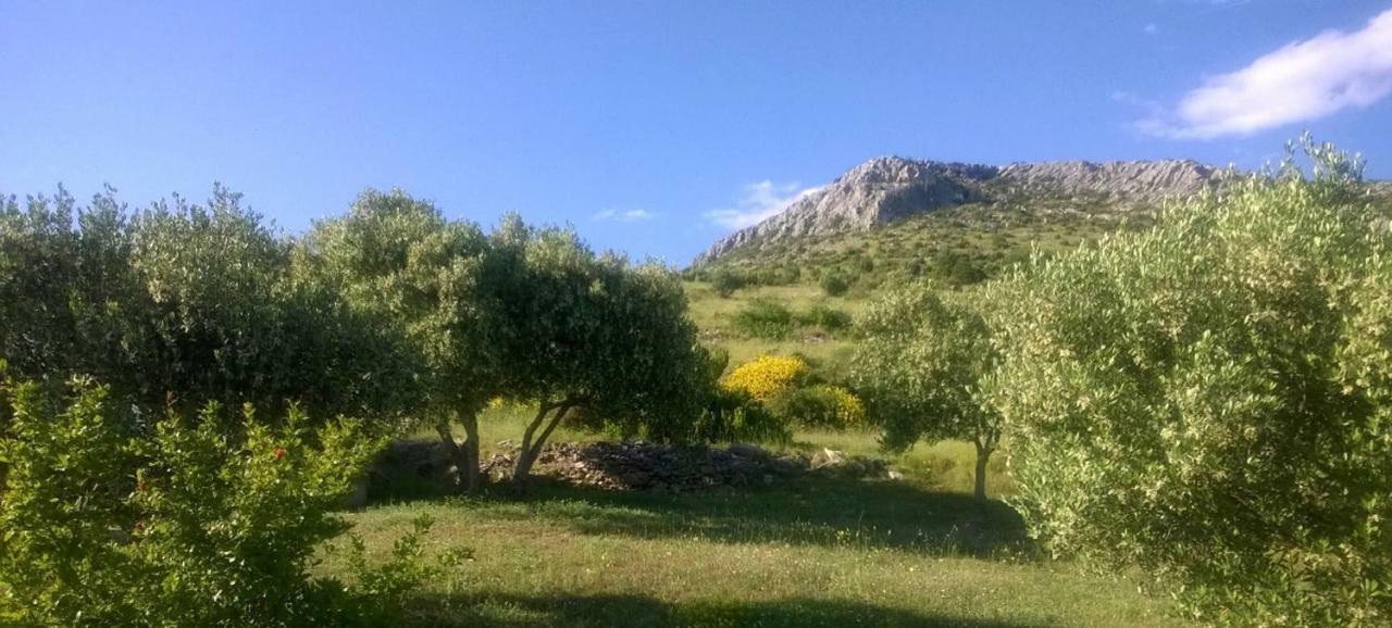 The Garden Of Elais Villa Šibenik Dış mekan fotoğraf